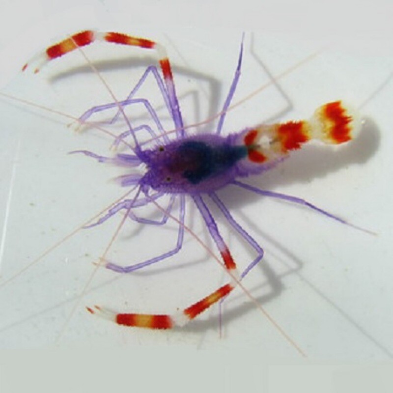 Coral Banded Boxer Shrimp BLUE