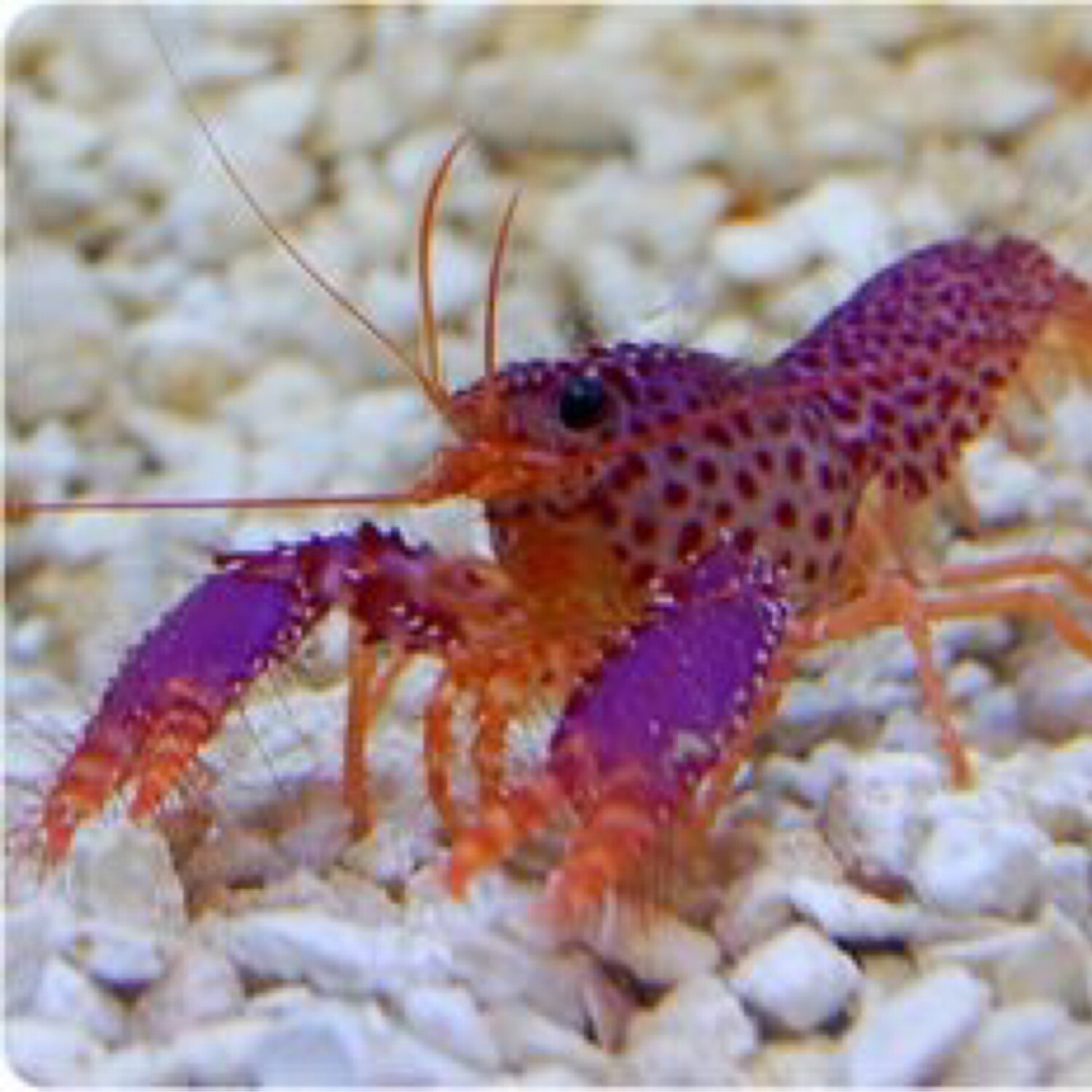 Debelius&#39; Reef Lobster