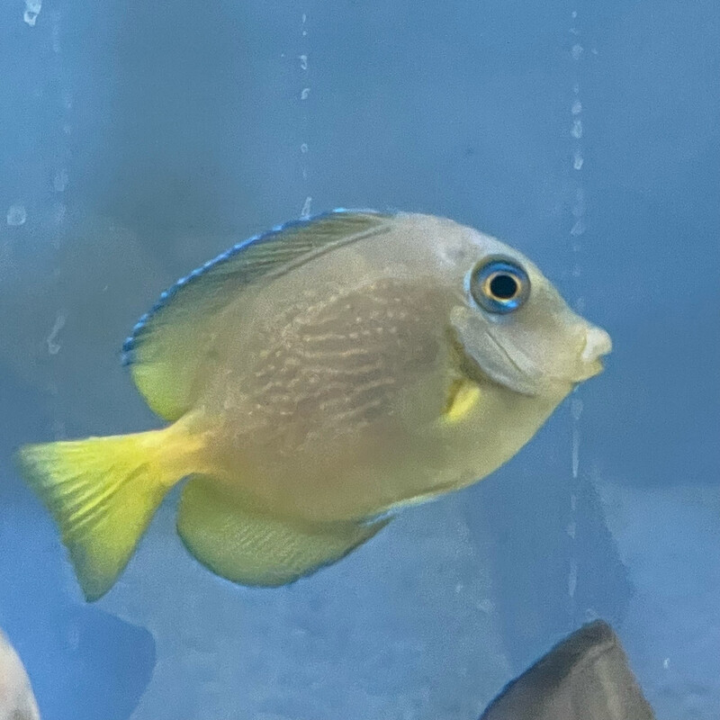 Atlantic Blue Tang, Size: Small