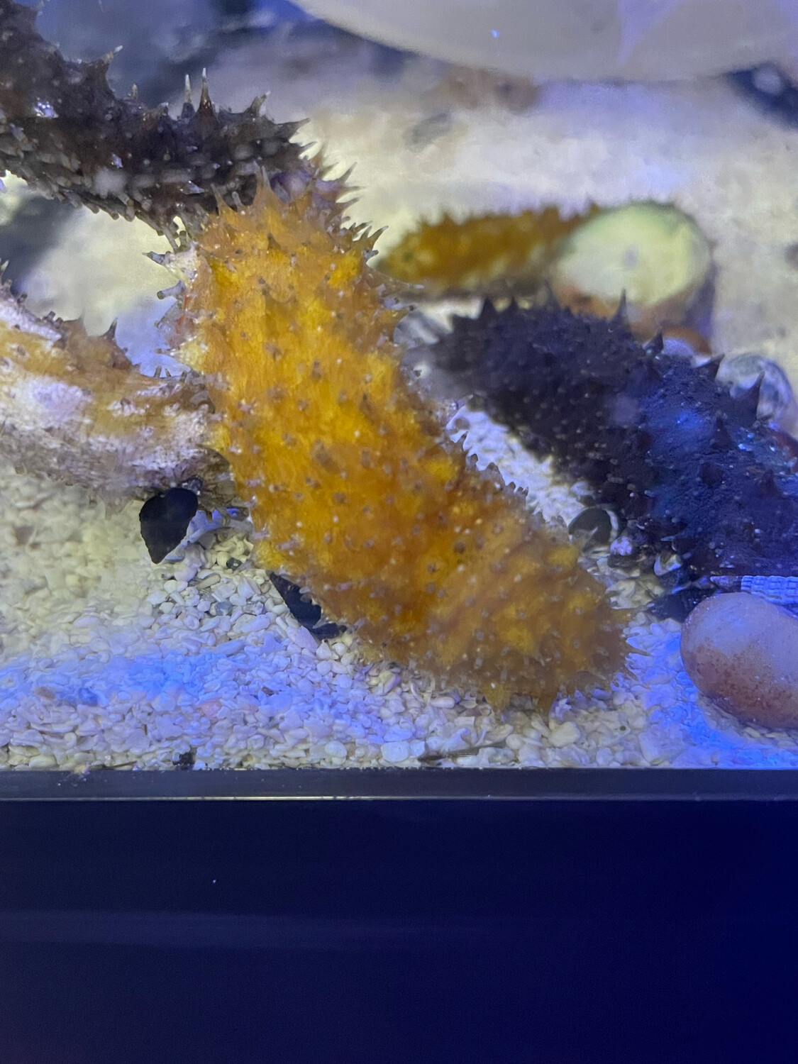Sea Cucumber sand sifting