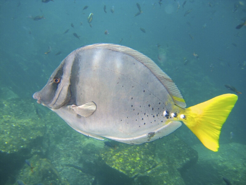 Razor (Sawtail) Tang