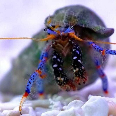 Dwarf Blue Legged Hermit Crab