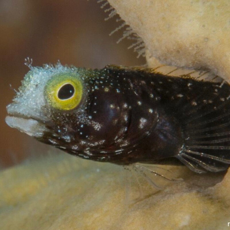 Spineyhead Blenny