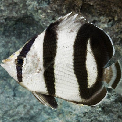 Banded Sea of Cortez Butterflyfish