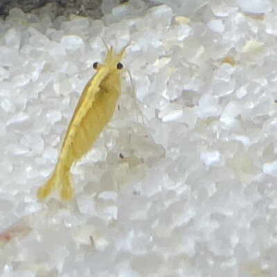 Yellow Fire Shrimp (Neocaridina)