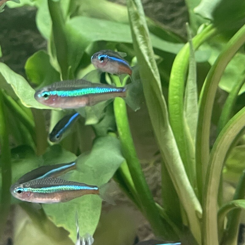 Green Neon Tetra