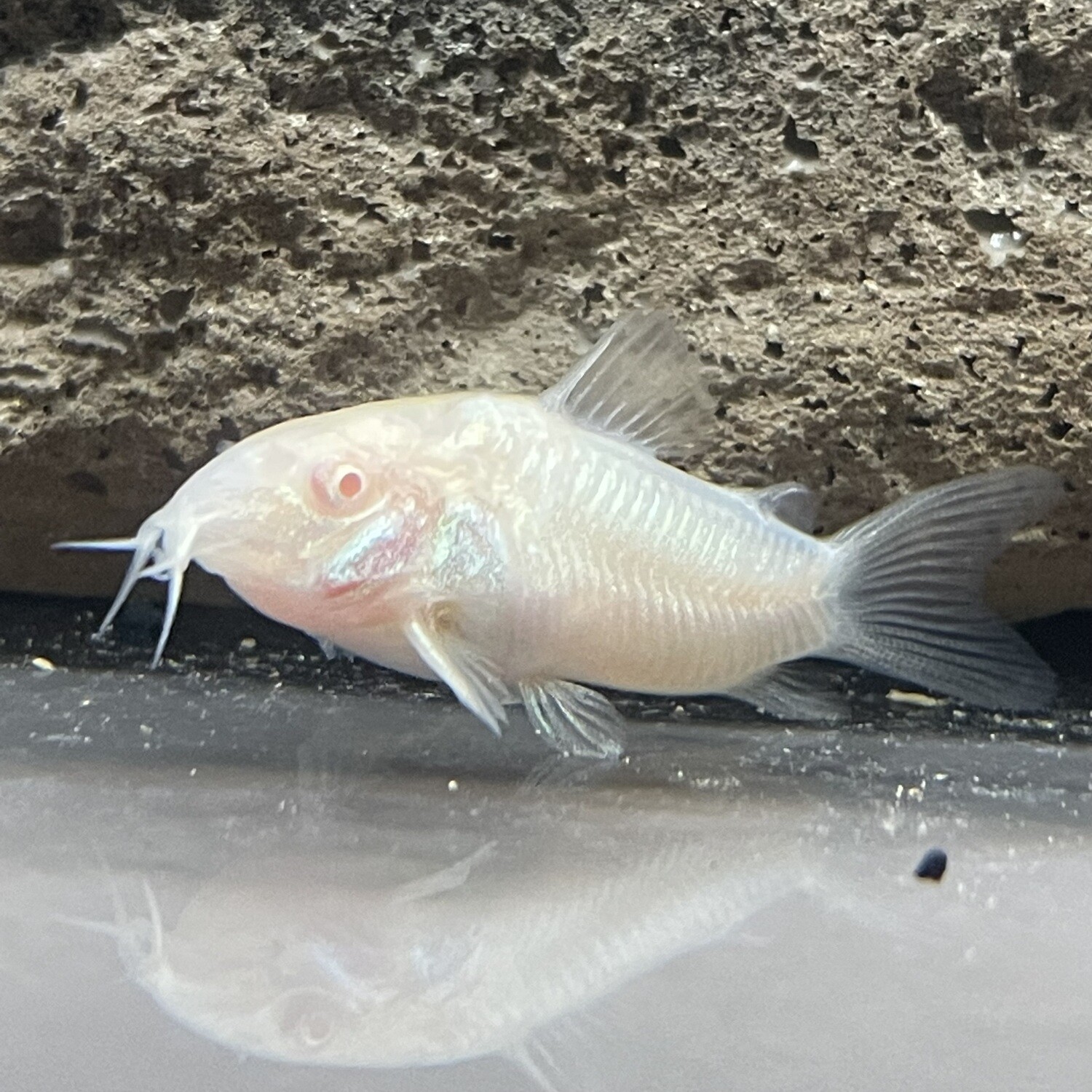 Albino Cory