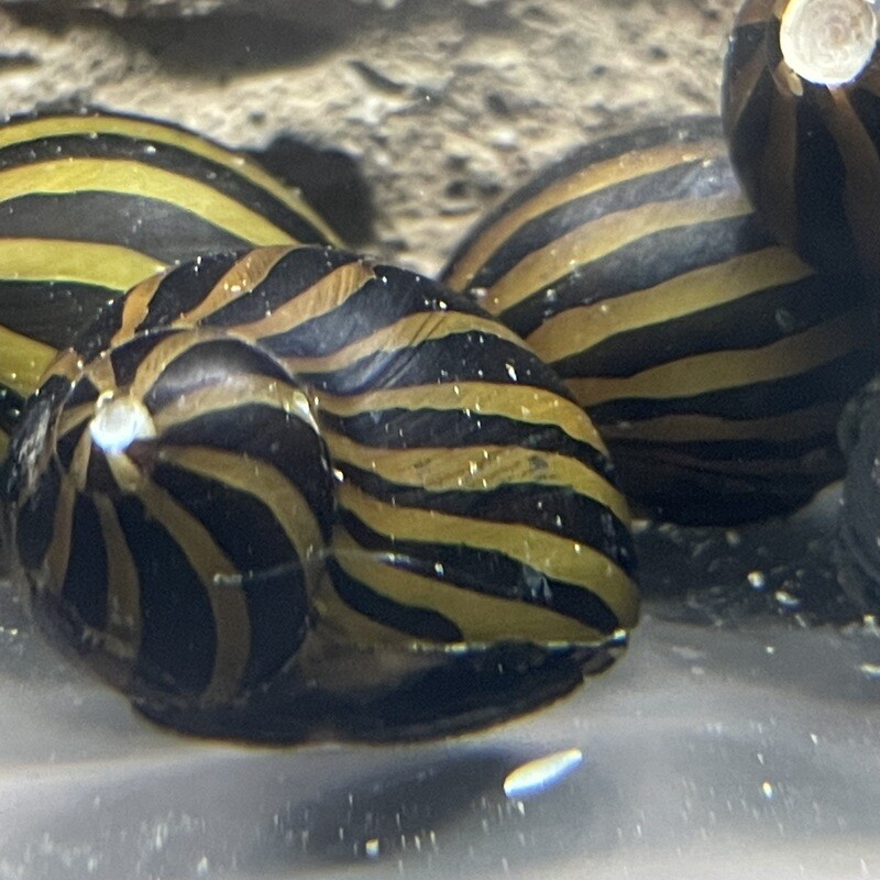 Zebra Nerite Snail