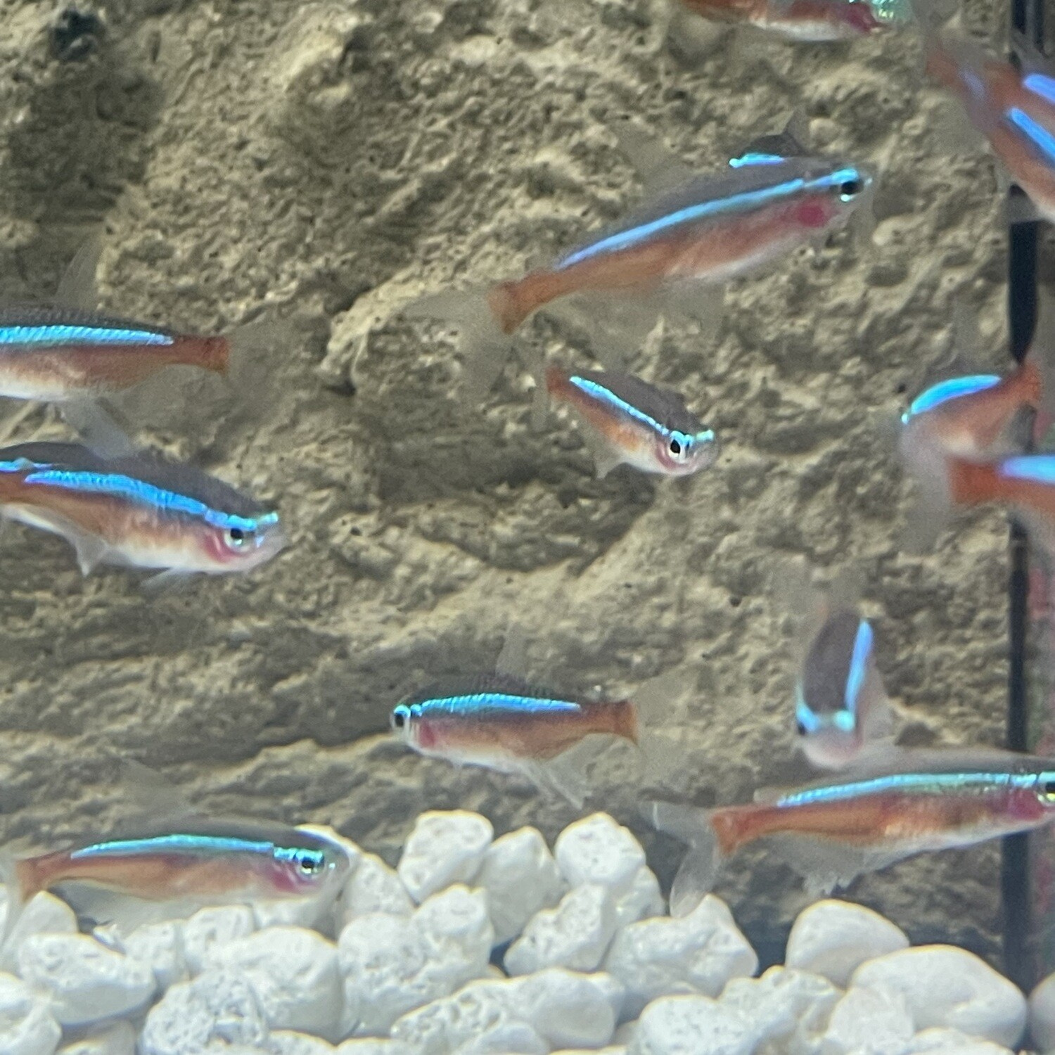 Cardinal Tetra