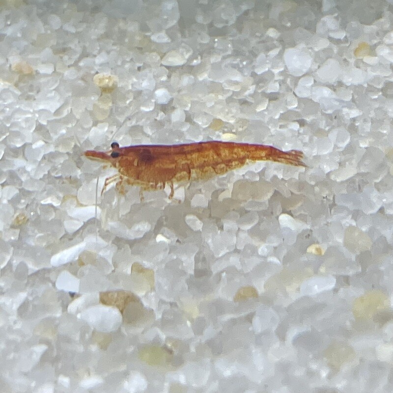 Red Cherry Neocaridina Shrimp