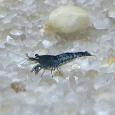 Blue Velvet Shrimp (Neocaridina Davidi)