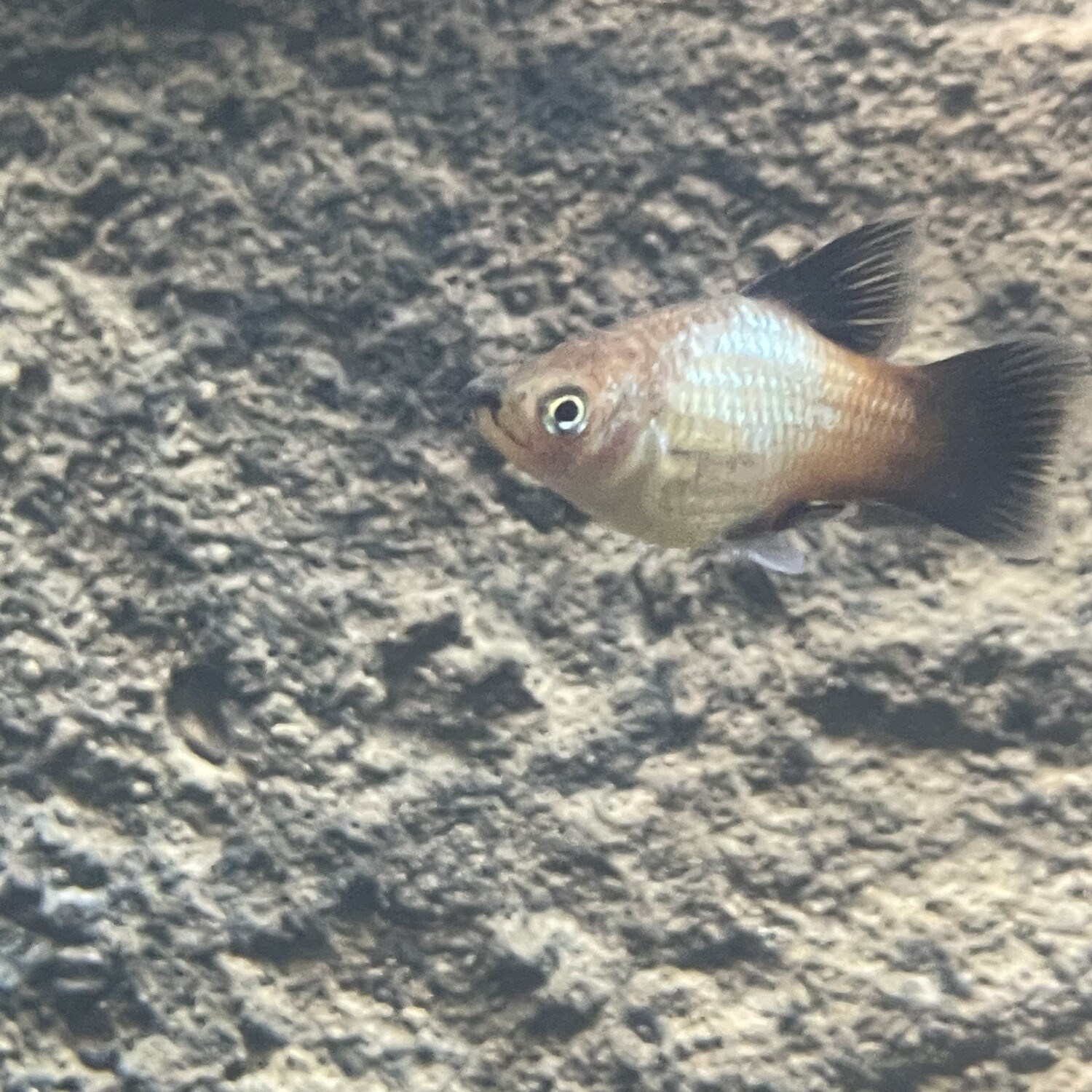 Rainbow High Fin Platy