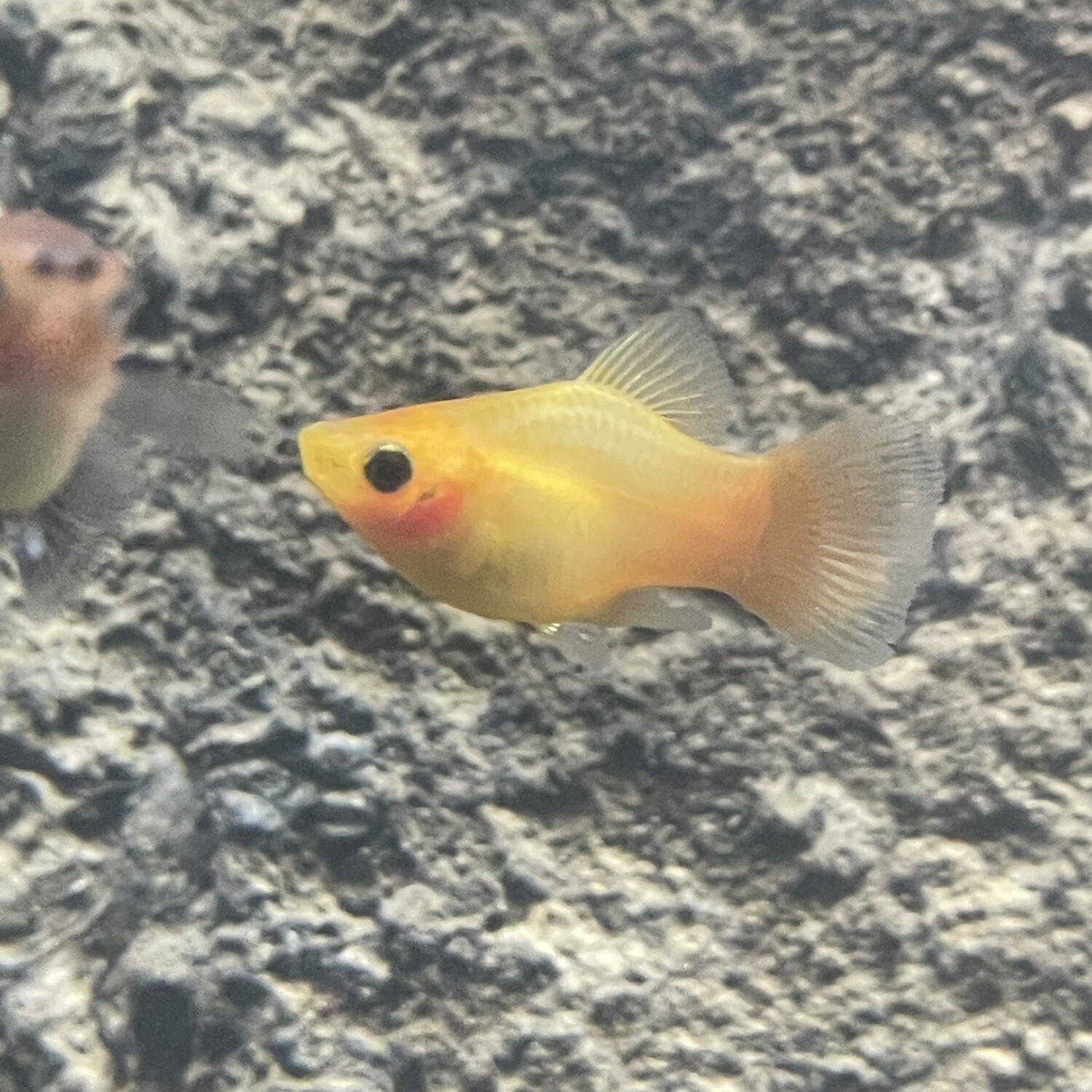 Coral Sunset Platy
