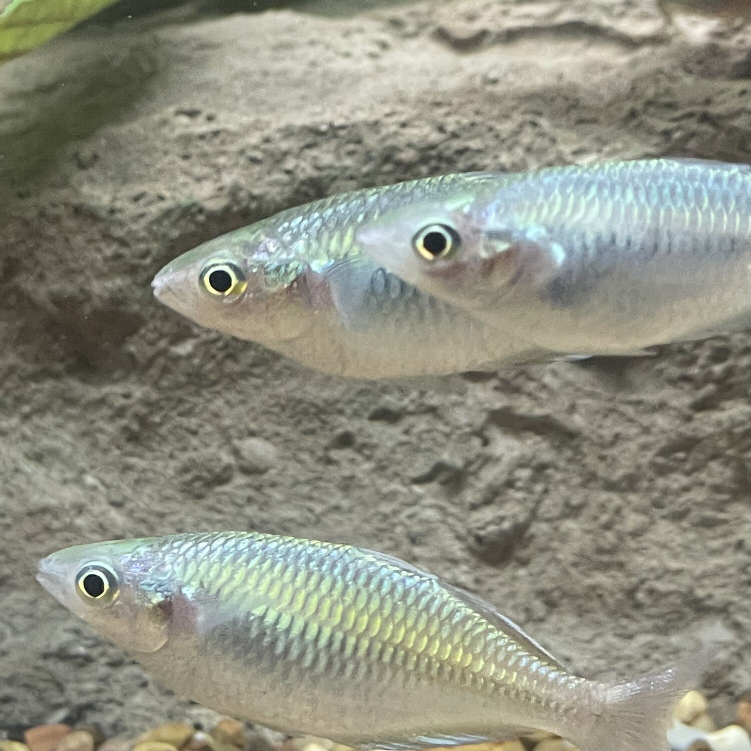 Boesemani Rainbow - Lake Aitinjo