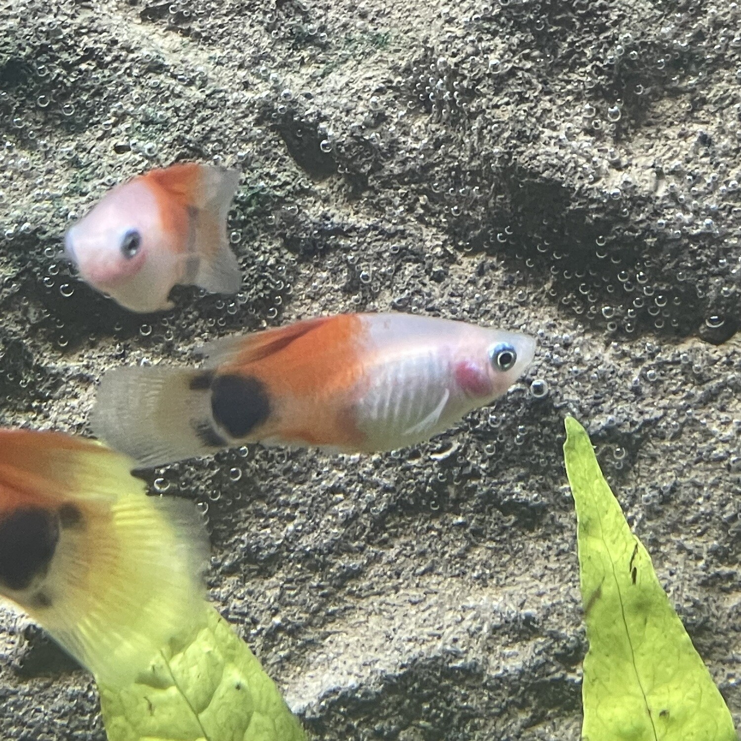 Silver Red Top Mickey Mouse High Fin Platy