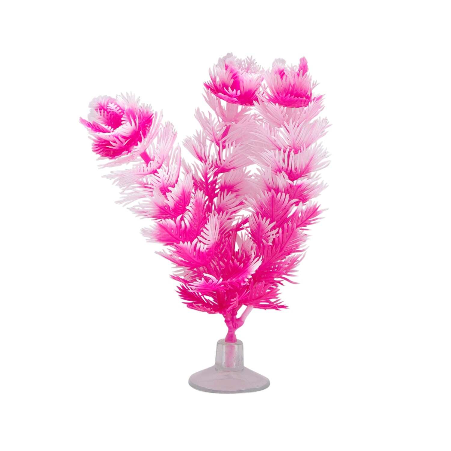 Marina Betta Foxtail Plant with Suction Cup - 12.7 cm (5in)
