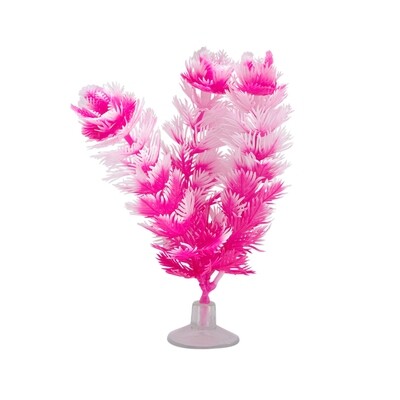 Marina Betta Foxtail Plant with Suction Cup - 12.7 cm (5in)