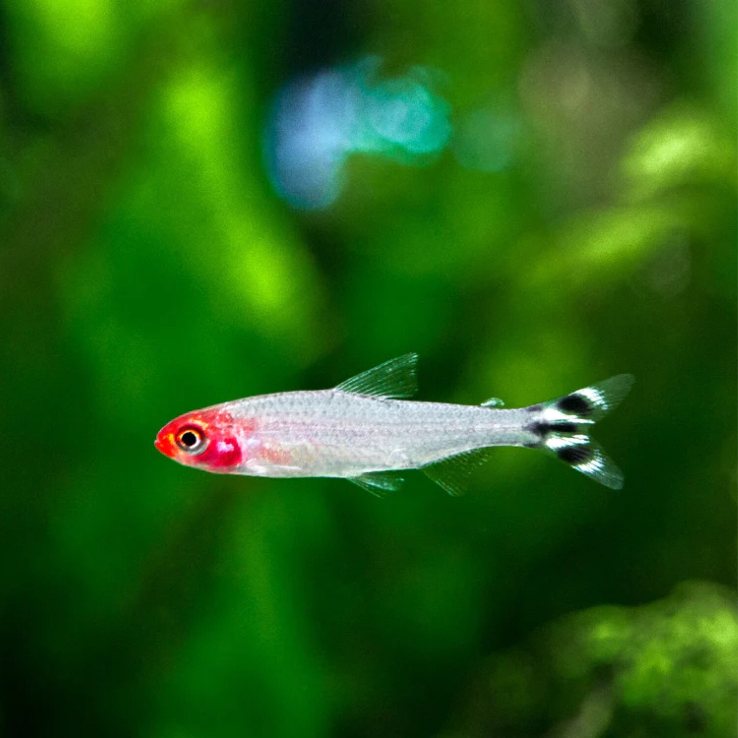 Red Rummy Nose Tetra