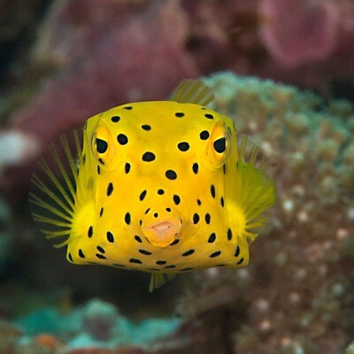 Yellow spotted Boxfish