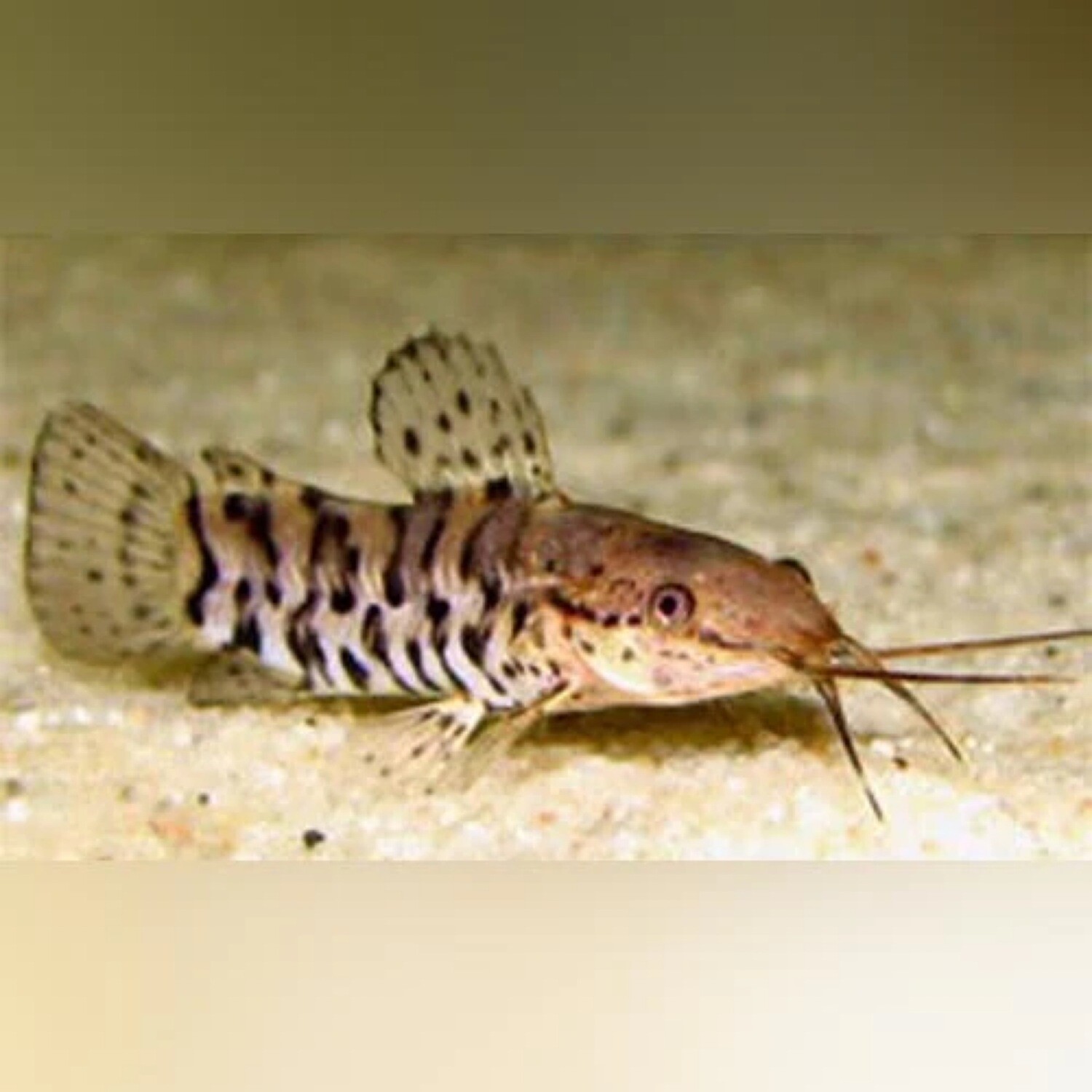 Spotted Hoplos Catfish