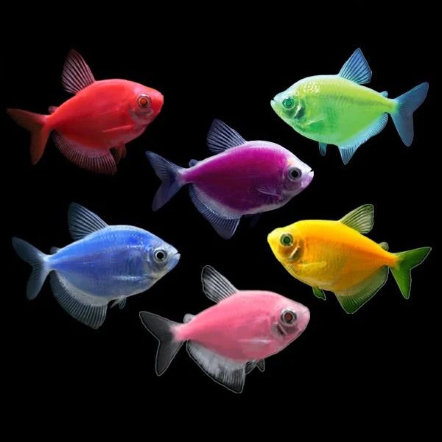 Glofish Tetra Assorted colours