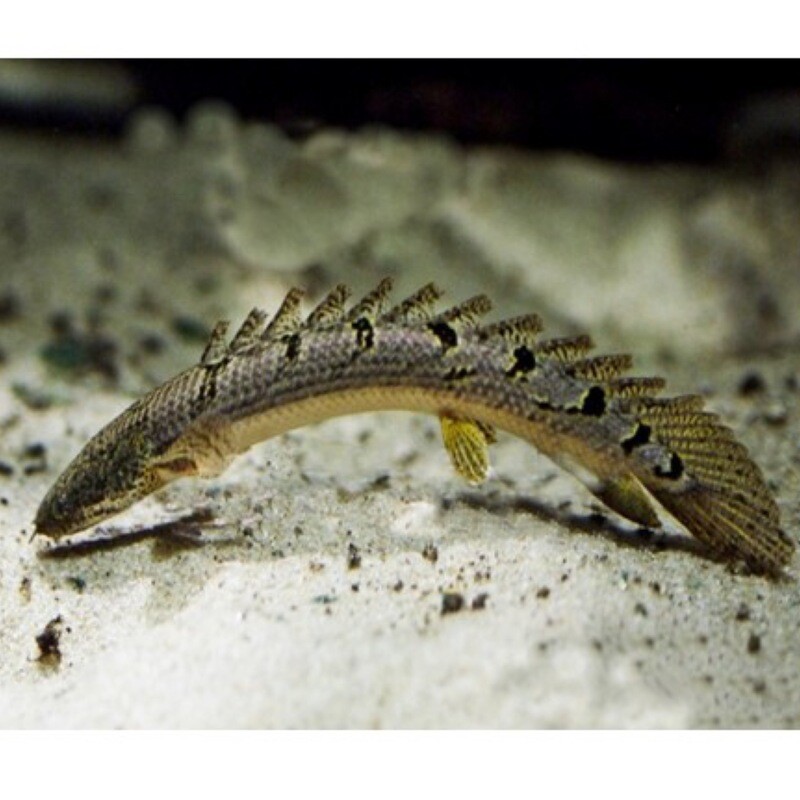 Armoured Delhezi Bichir