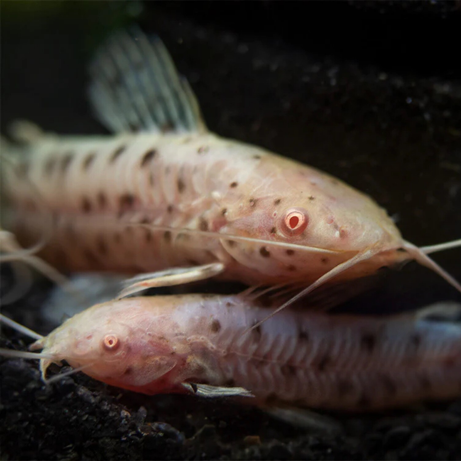 Albino Hoplos Catfish