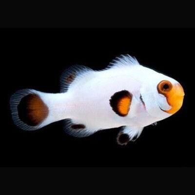 CB Platinum Ocellaris Clownfish
