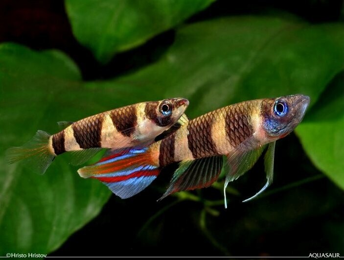 Clown Killi - Pseudepiplaty Annulatus