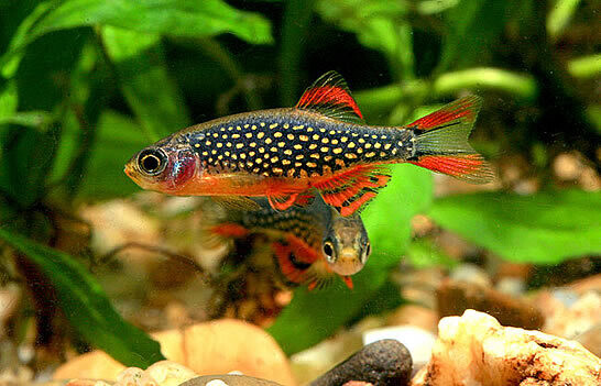 Galaxy Rasbora - Danio Margaritatus - Celestial Pearl Danios