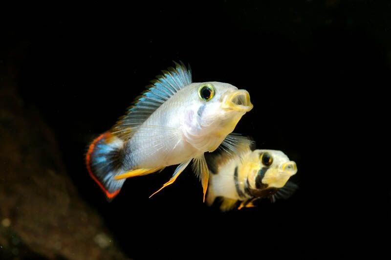 Blue Panda Dwarf Cichlid PAIR - Apistogramma pandurini