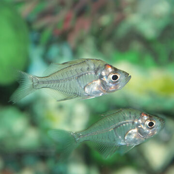 Glass Fish - Chanda Ranga