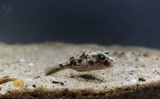 Fahaka Puffer - Tetraodon lineatus