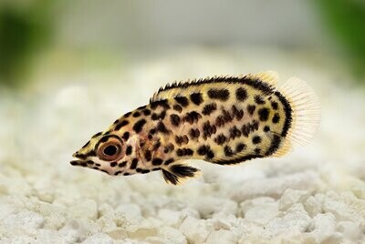 Leopard Bushfish - Ctenopoma Acutirostre