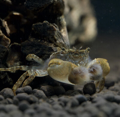 Pom Pom Crab - Freshwater