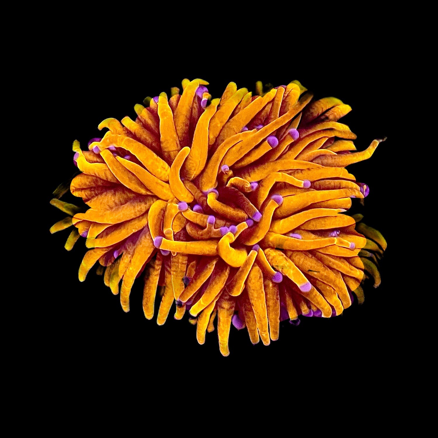 Blue tip 24K Gold Torch Triple head