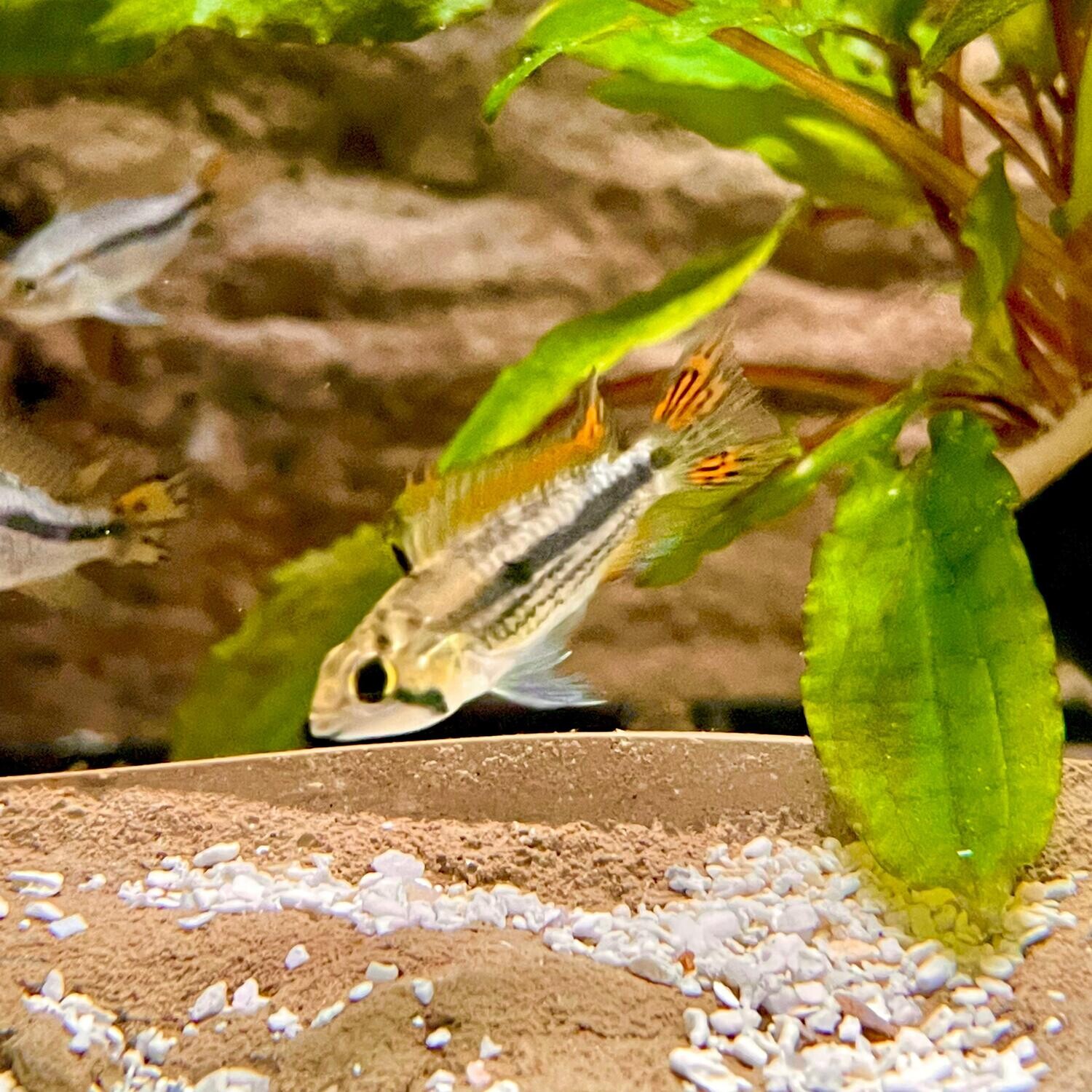 Cacatoo Double Red Dwarf Cichlid - Apistogramma cacatuoides var