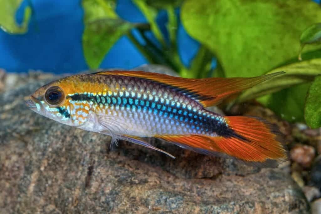 Agassizi Dwarf Cichlid PAIR - Apistogramma agassizi