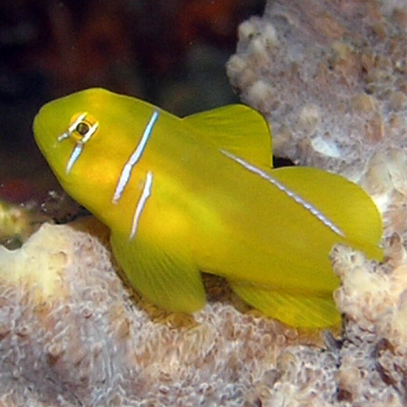 Citron Clown Goby
