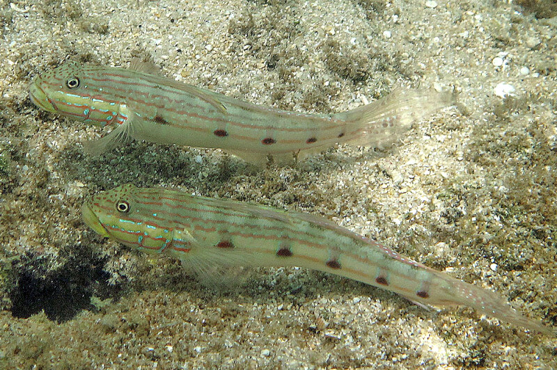 Sleeper Striped Goby