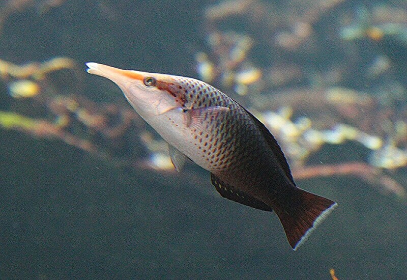 Green Bird Wrasse Female