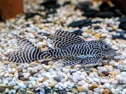 L066 King Tiger Pleco - Hypancistrus latifrons