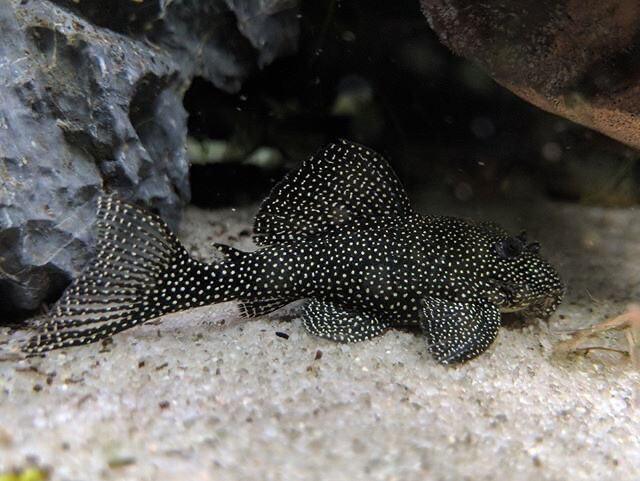 L262 Stardust Pleco - Hypancistrus