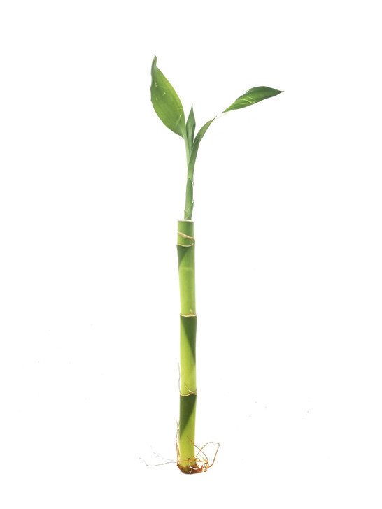 Straight Bamboo