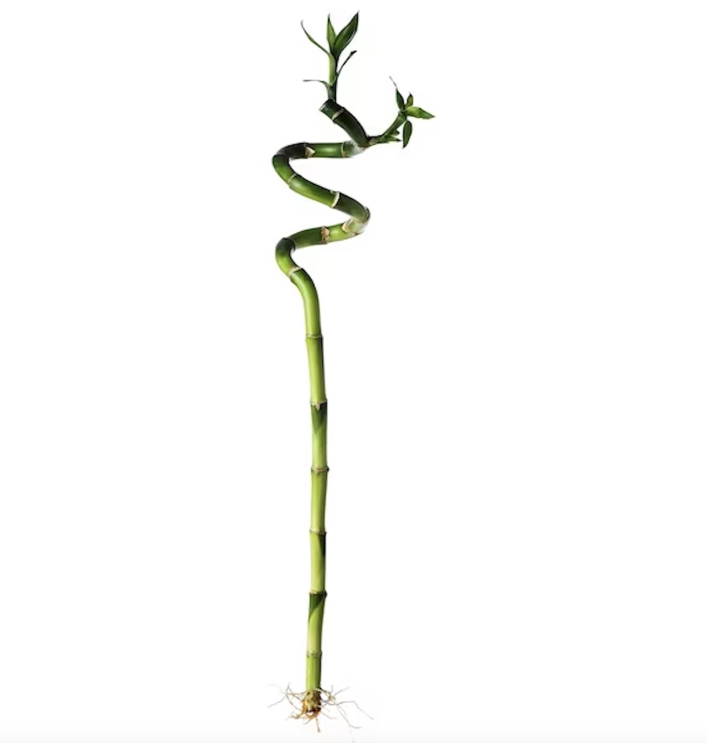 Spiral Bamboo
