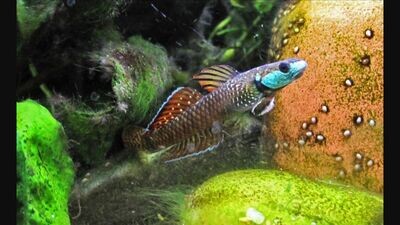 Rainbow Goby (Stiphodon ornatus)