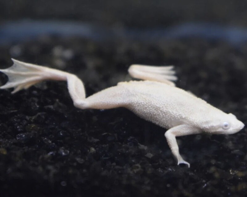 Platinum/Albino Dwarf Aquatic Frog (Hymenochirus Curticeps .var)