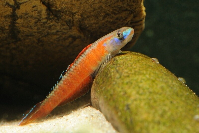 Candy Red Goby Stiphodon sp.
