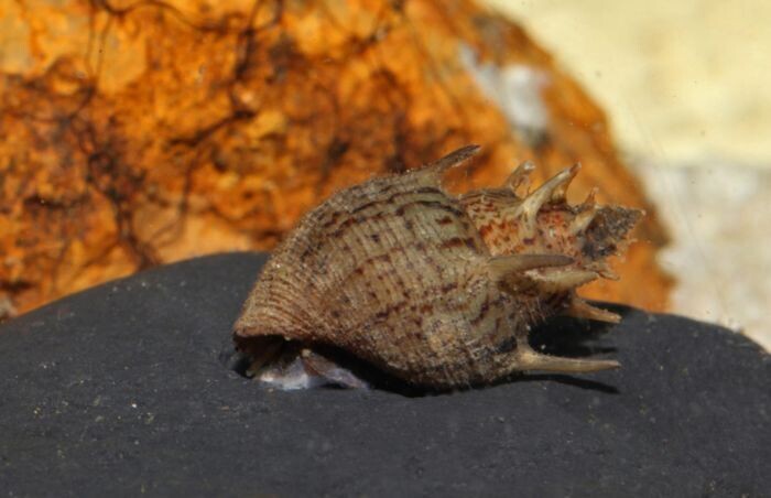 Hedgehog Snail (thiara scabra)