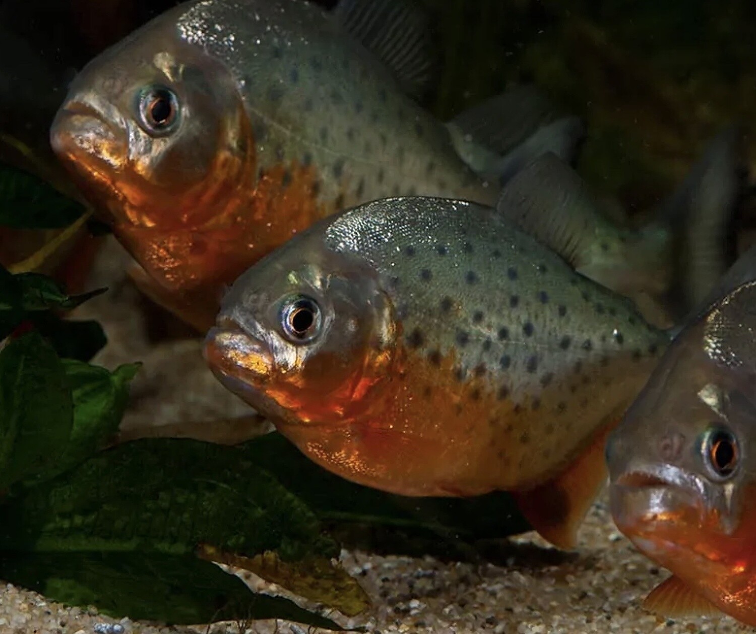 Red Belly Piranha (Pygocentrus nattereri)